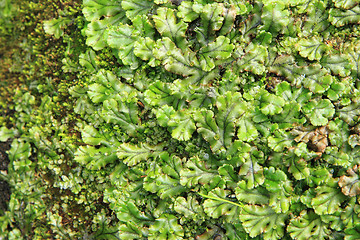 Image showing lichen and moss background