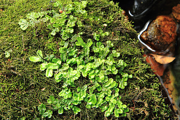 Image showing lichen and moss background