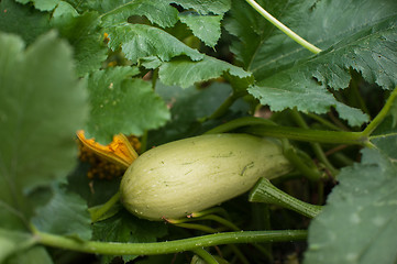 Image showing Fresh harvesting zucchini