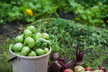 Image showing Fresh harvesting tomatoes