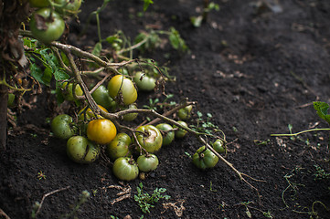 Image showing Fresh harvesting tomatoes