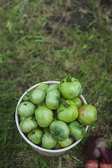 Image showing Fresh harvesting tomatoes