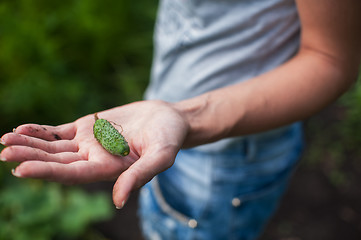 Image showing Fresh harvesting cucumbers