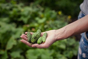 Image showing Fresh harvesting cucumbers