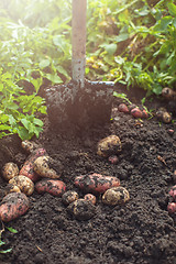 Image showing Fresh harvesting potatoes