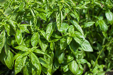 Image showing Fresh harvesting basil