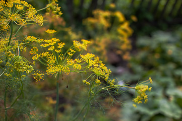 Image showing Fresh harvesting dill