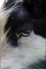 Image showing eye of goat