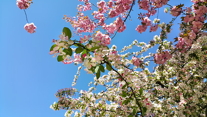 Image showing Branches of blossom spring trees