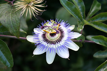 Image showing Passion flower