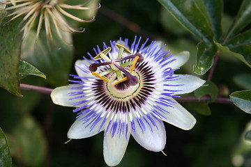 Image showing Passion flower