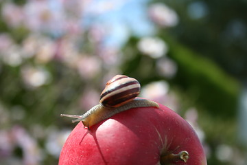 Image showing Snail on apple