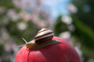 Image showing Snail on apple