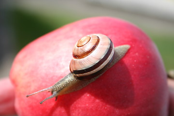 Image showing Snail on apple