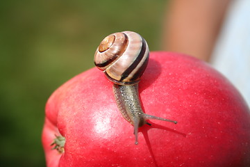 Image showing Snail on apple