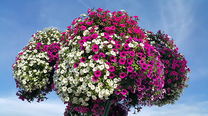 Image showing Flowers of bright petunia 