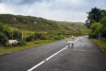 Image showing sheep grazing on road at connemara in ireland