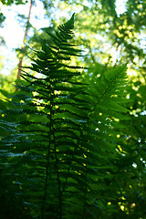 Image showing green fern leaves texture