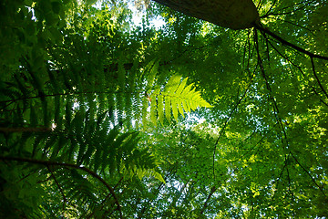 Image showing green fern leaves texture