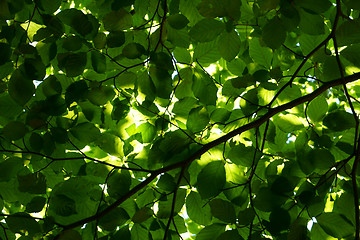 Image showing green beech tree leaves