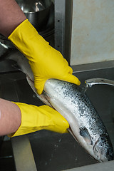 Image showing cleaning salmon fish 