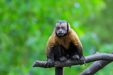 Image showing Brown Capuchin monkey