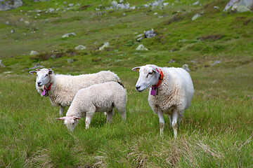 Image showing Sheep in Lysefjord