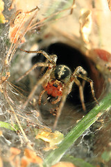 Image showing small spider in his nestle