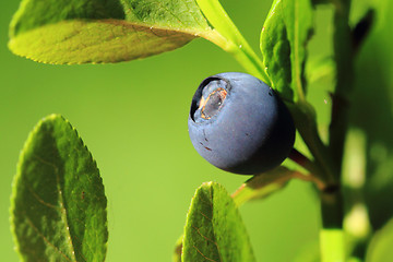 Image showing detail blueberry plant 