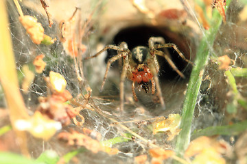 Image showing small spider in his nestle