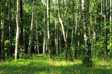 Image showing green dark forest 