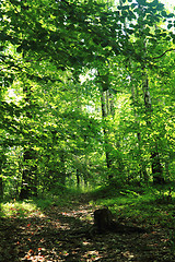 Image showing green dark forest 