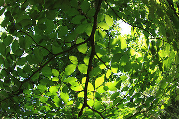 Image showing green dark forest 