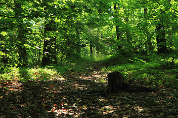 Image showing green dark forest 