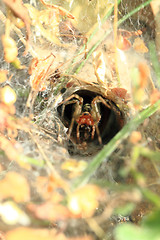 Image showing small spider in his nestle