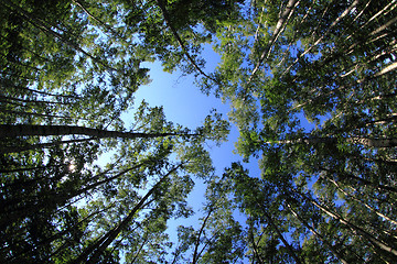 Image showing green dark forest 