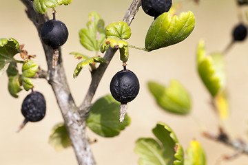 Image showing dried berries harvest