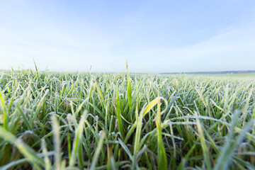 Image showing young grass plants, close-up