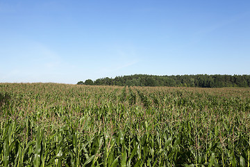 Image showing Corn field, summer