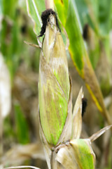 Image showing mature corn crop