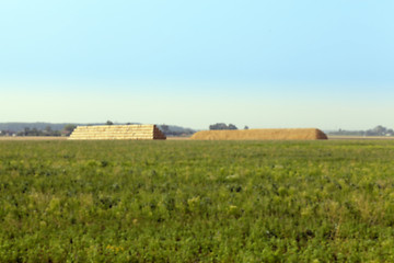 Image showing stack of wheat straw