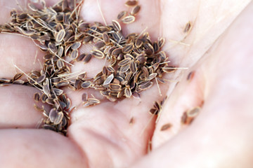 Image showing mature seeds of dill