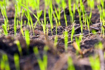 Image showing young grass plants, close-up defocus