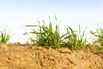 Image showing young grass plants, close-up