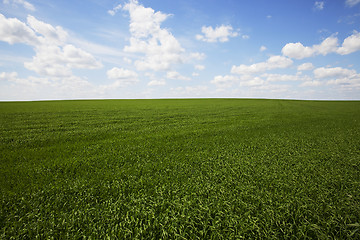 Image showing field with cereals