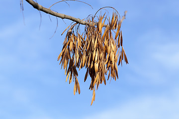 Image showing maple seeds fall