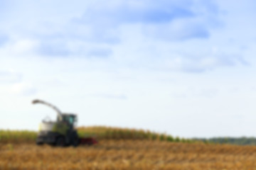 Image showing harvested mature corn