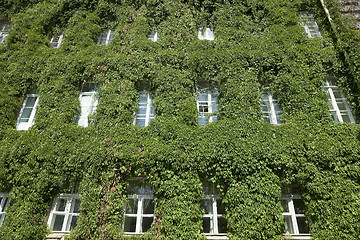 Image showing building in the ivy