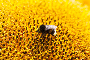 Image showing flower Sunflower, close-up