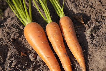 Image showing carrots in hand